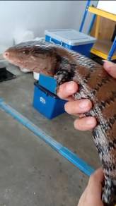 Blue Tongue Skink
