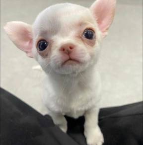 Chihuahua