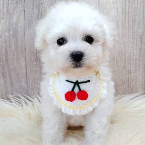 Bichon Frise