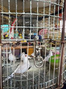 Burung Diamond Dove