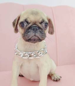 Pug