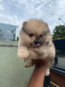 Pomeranian