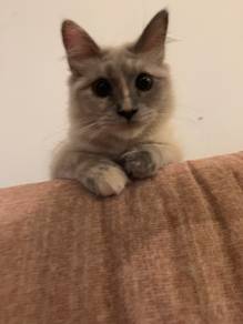 Mix breed kittens