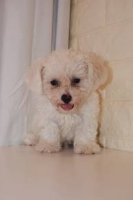 J0459 Bichon Pearl White Puppy