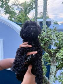 poodle mix