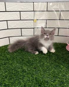 Kucing kaki pendek