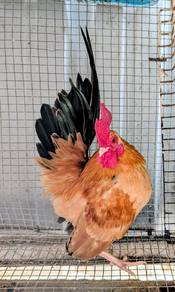 Ayam serama jantan 