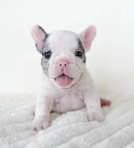 FRENCH BULLDOG PUPPIES VIP143🌻 Merle Pied Boy