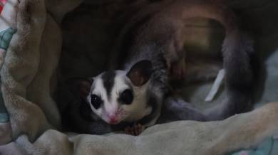 sugar glider white face Female baby for sale