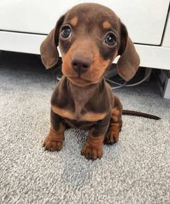 QWW9912 Dachshund cute home puppy
