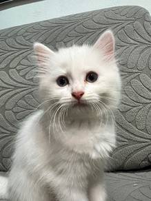 Very Pretty Full White Girl Cat 2 Months Old