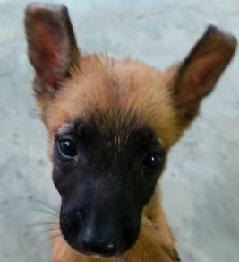 Belgium Shepherd