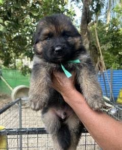 German Shepherd