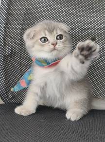 Scottish fold male 