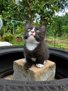 male black white munchkin kitten