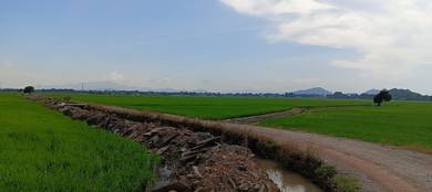 Agricultural Land in Pendang, KDH