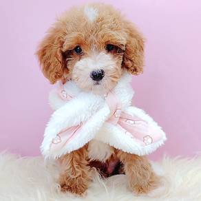 Maltipoo