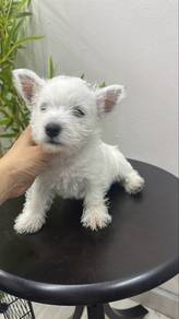 West Highland Terrier Female Puppy F1