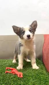 Border collie blue tri color