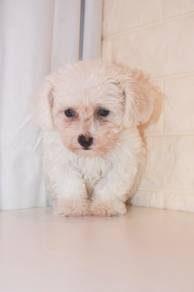 J0446 Poochon White Soft Fur Puppy