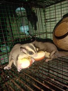 Sepasang sugar glider dewasa