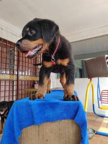 rottweiler puppies