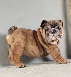 ENGLISH BULLDOG PUPPIES E349 🐻 BullDog Male