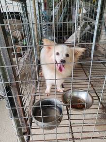 Corgi