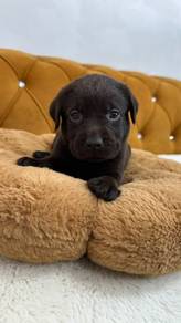 Labrador Chocolate