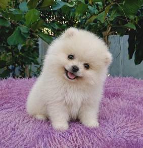 Cute White Pomeranian Puppy