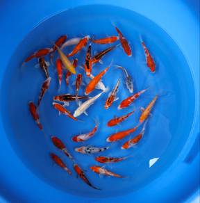Japanese koi