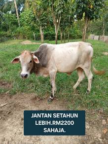 Lembu jantan murah 