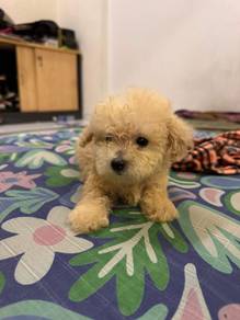 Poodle
