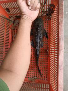 Ikan bandaran