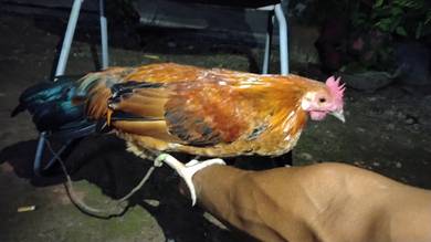 ayam