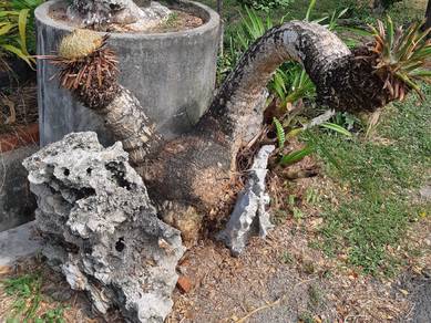 Pokok Paku Aji Cabang 2 Banting Selangor