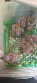 Burung rainbow lorikeet Hand feed Siap lesen