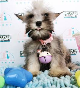 Schnauzer