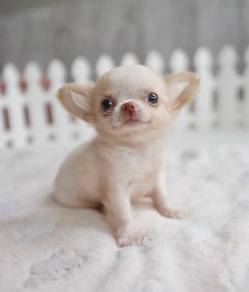 CHIHUAHUA PUPPIES VIP63🌷Head Apple Cute Dog