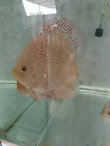 High grade Discus 4-4.5 inches