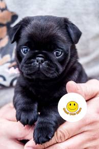 QW5000 Black Pug male puppies