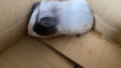 Guinea Pig/Tikus Belanda (PickUp Only)