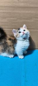 Calico Munchkin