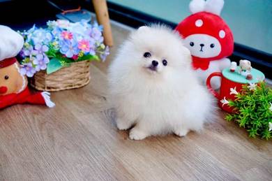 Pomeranian puppies 
