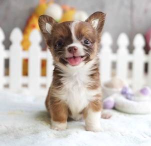 CHIHUAHUA PUPPIES CH234🌷 Head Apple boy~girl