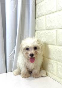 J0375 Maltipoo Toy Companion Puppy