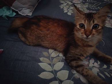cat Free Adoption 