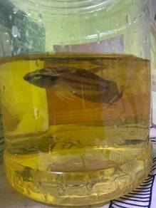ikan laga/betta pugnax