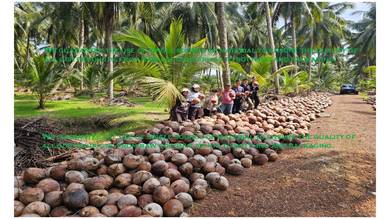 Kelapa wangi  fresh coconut 优质新鲜椰子