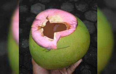 Benih kelapa selaputmerah/SGG